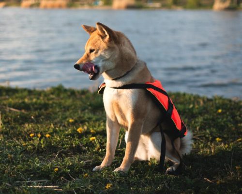 NAVY Kutya mentőmellény Mentőmellény kutyáknak 15-40kg