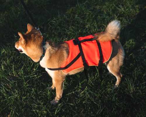 NAVY Kutya mentőmellény Mentőmellény kutyáknak 8-15kg